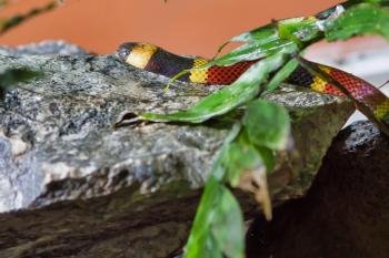 Reptile and Amphibian Exhibition, Monteverde, Costa Rica